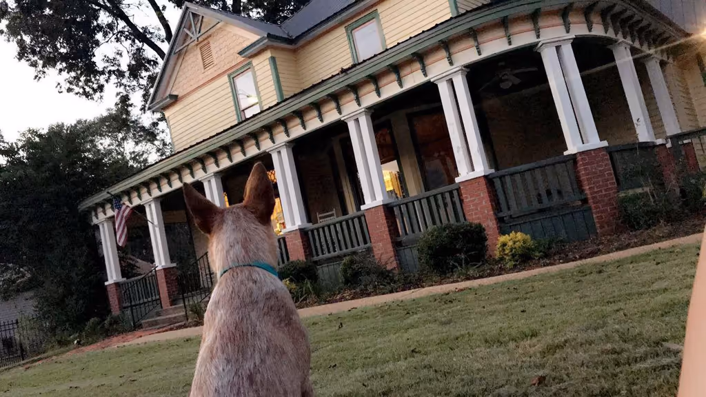 Saugahatchee Animal Hospital - Pet services facility