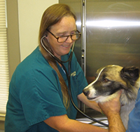 staff profile