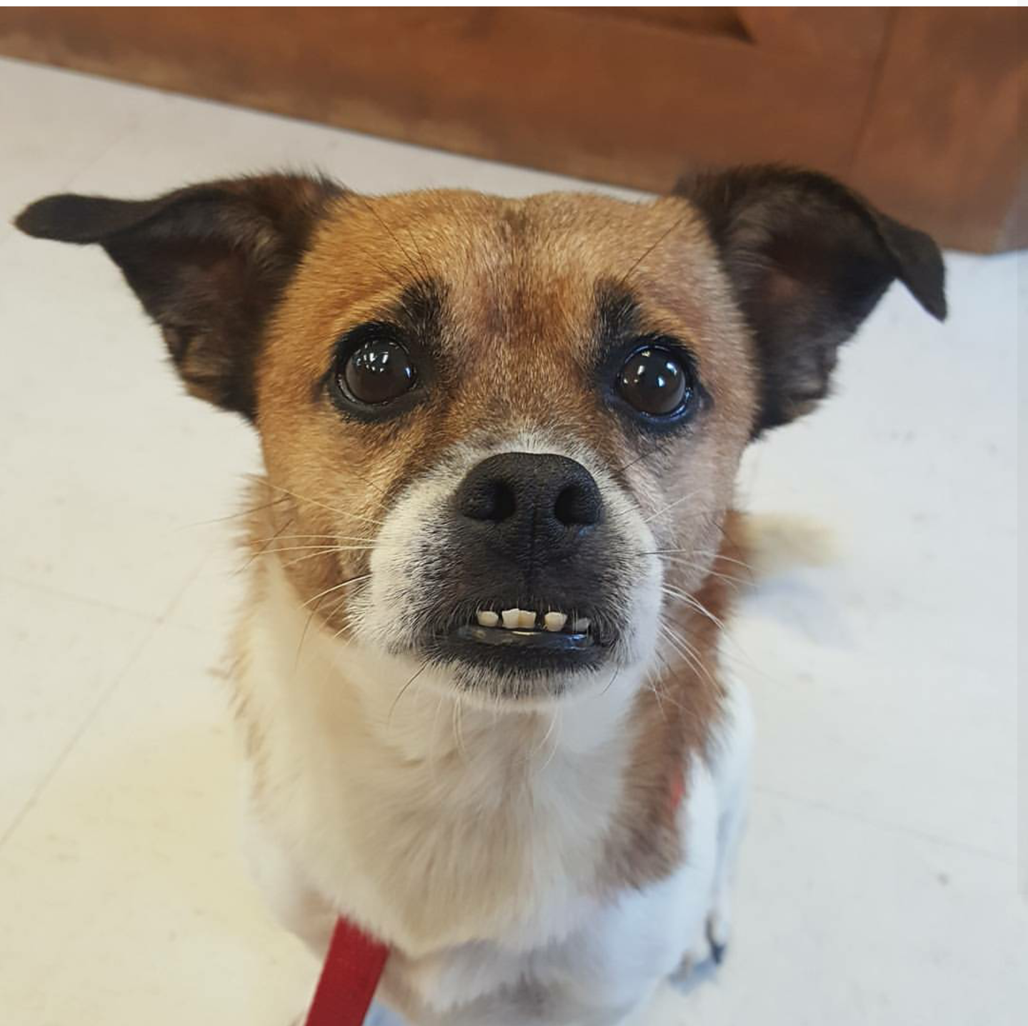 Heart of Dixie Veterinary Clinic - Pet services facility