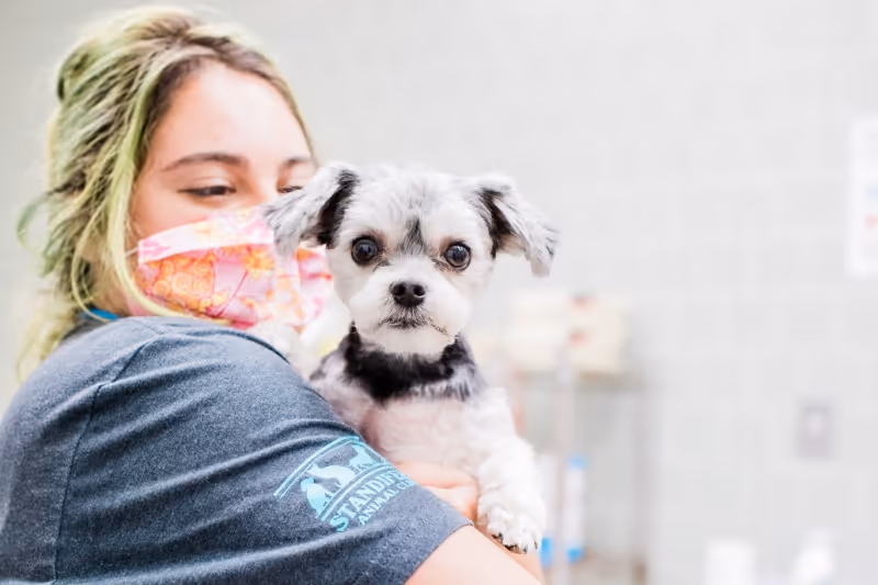 Standifer Animal Clinic - Pet services facility