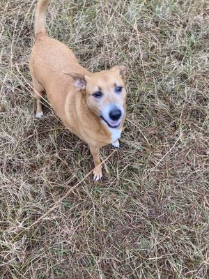 Airport-Snow Vet Urgent Care - Pet services facility