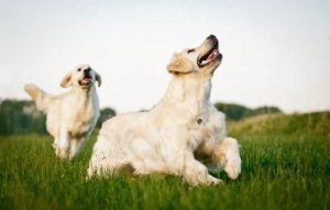 Ft Payne Veterinary Center - Pet services facility