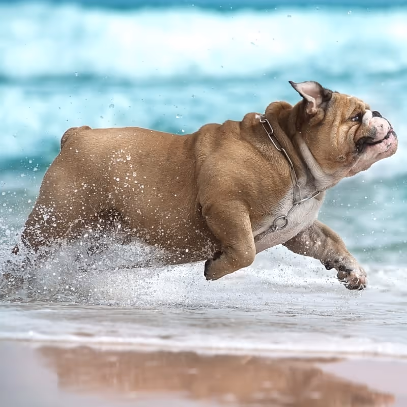 All Animal Clinic - Pet services facility