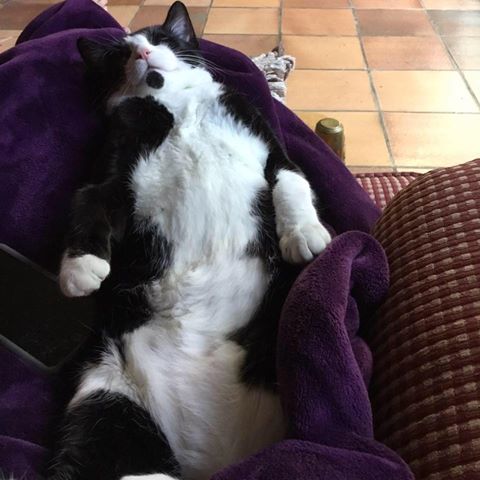 Kelley Animal Hospital - Pet services facility