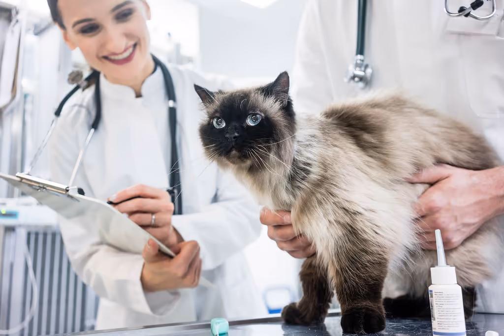 Cat Haven Veterinary Clinic - Pet services facility