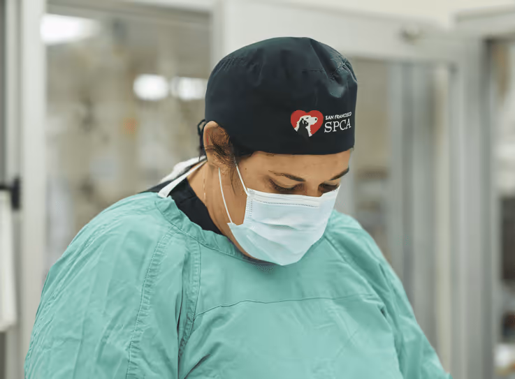 staff profile