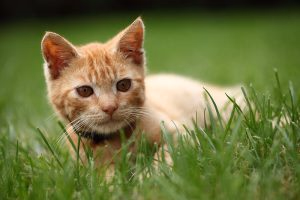 Northside Veterinary Hospital - Pet services facility