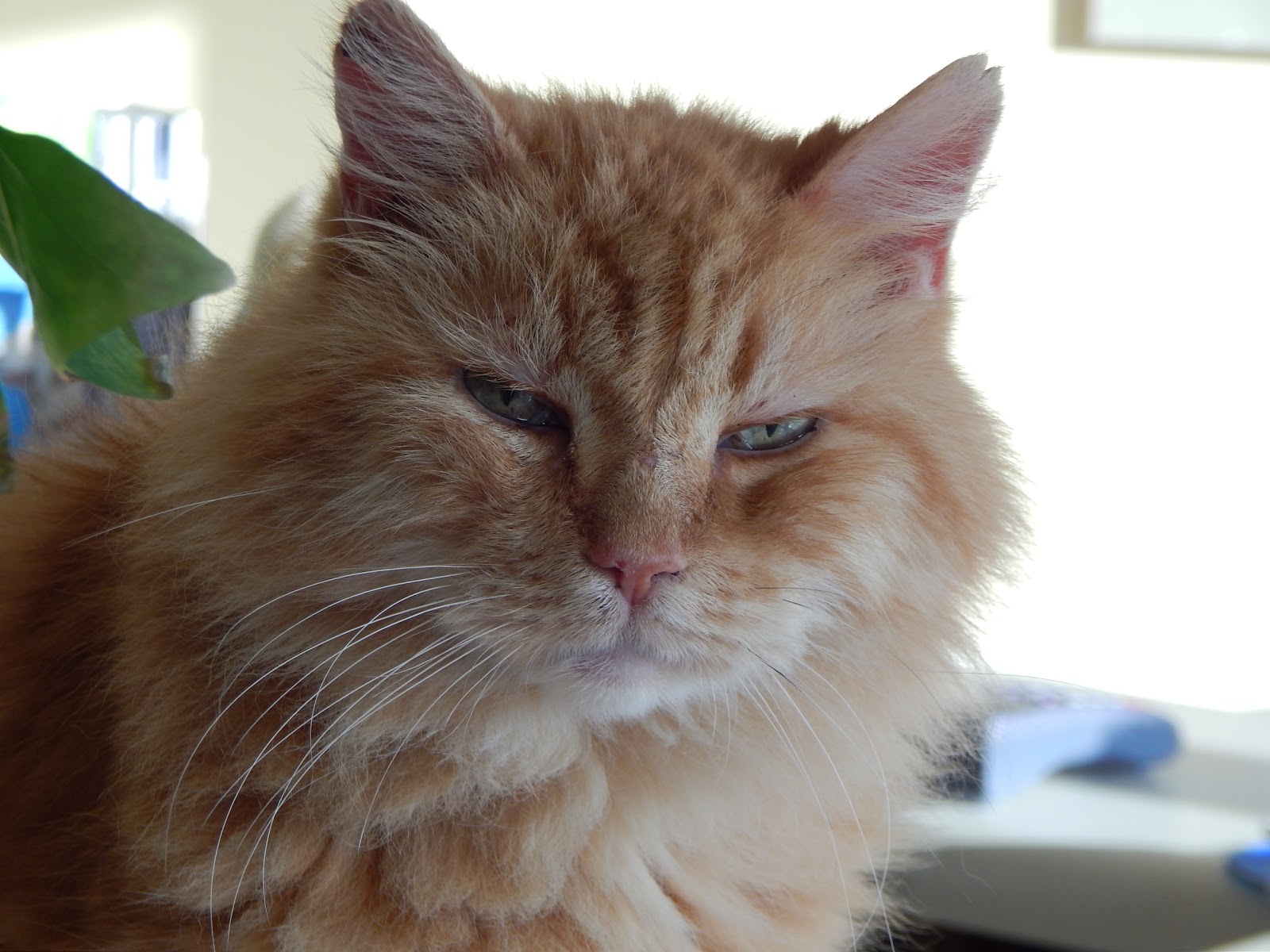 Inverness Animal Clinic PC - Pet services facility