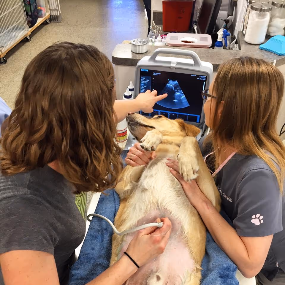 Family VetCare of Chandler - Pet services facility