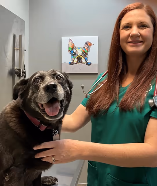 Animal Medical Center - Pet services facility