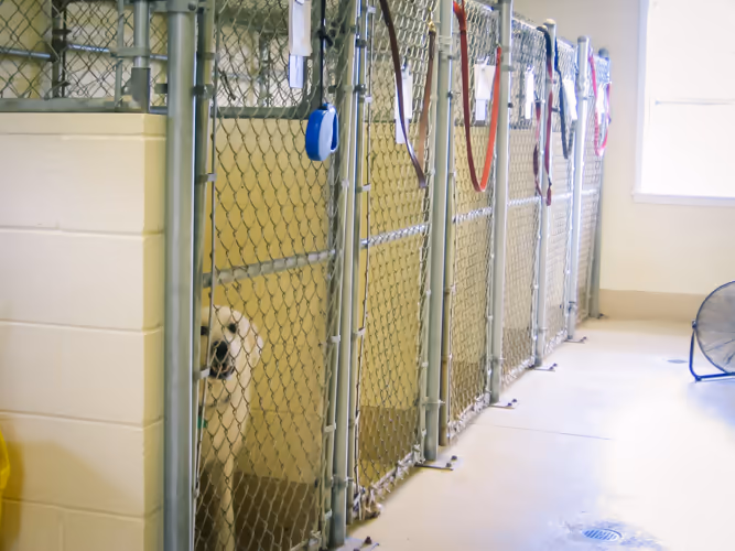 Airport Veterinary Hospital - Pet services facility