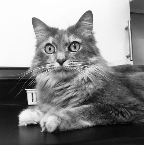 Childersburg Pet Clinic - Pet services facility