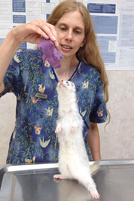 staff profile