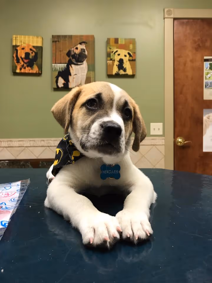 staff profile