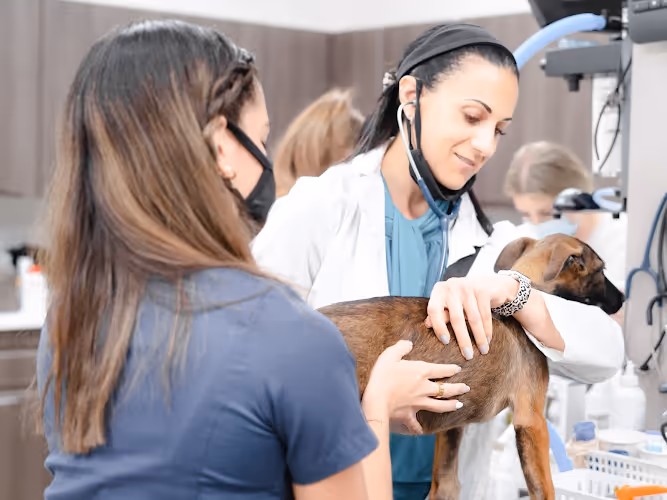 Your Pets Vets Pembroke Pines - Pet services facility