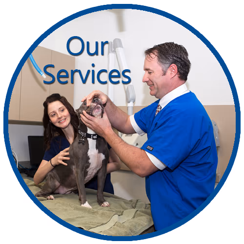 staff profile