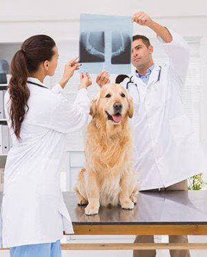 Aero City Animal Hospital - Pet services facility